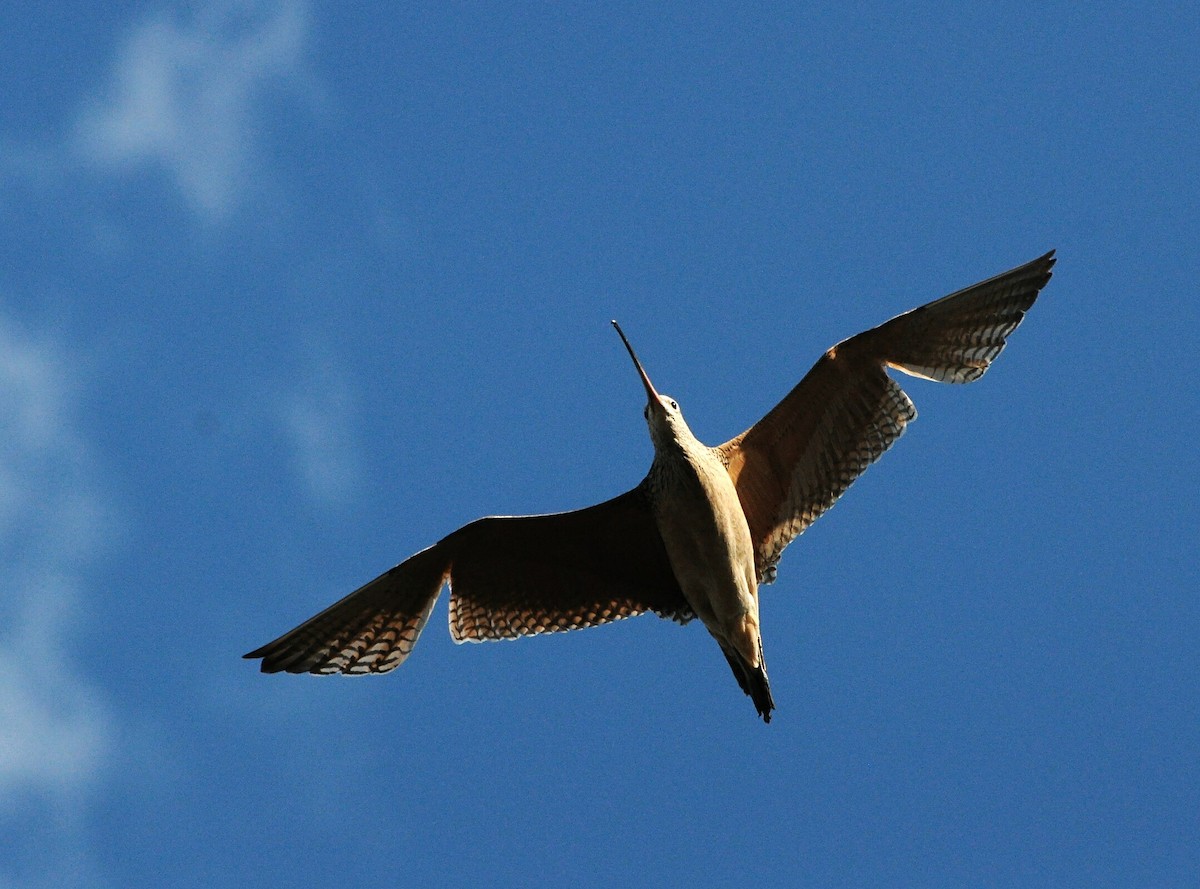 Long-billed Curlew - ML61571671