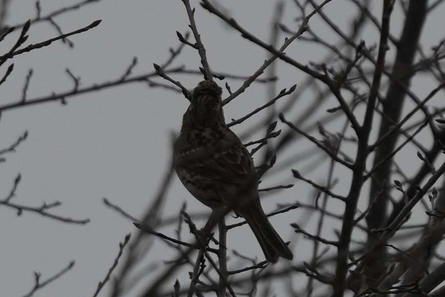 Meadow Pipit - Michael Walter