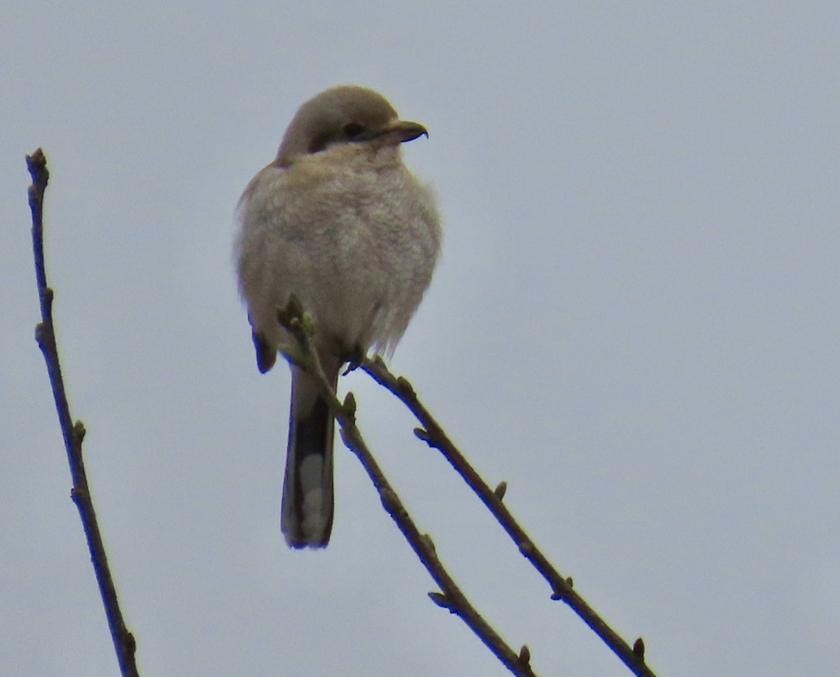 Pie-grièche boréale - ML615716778