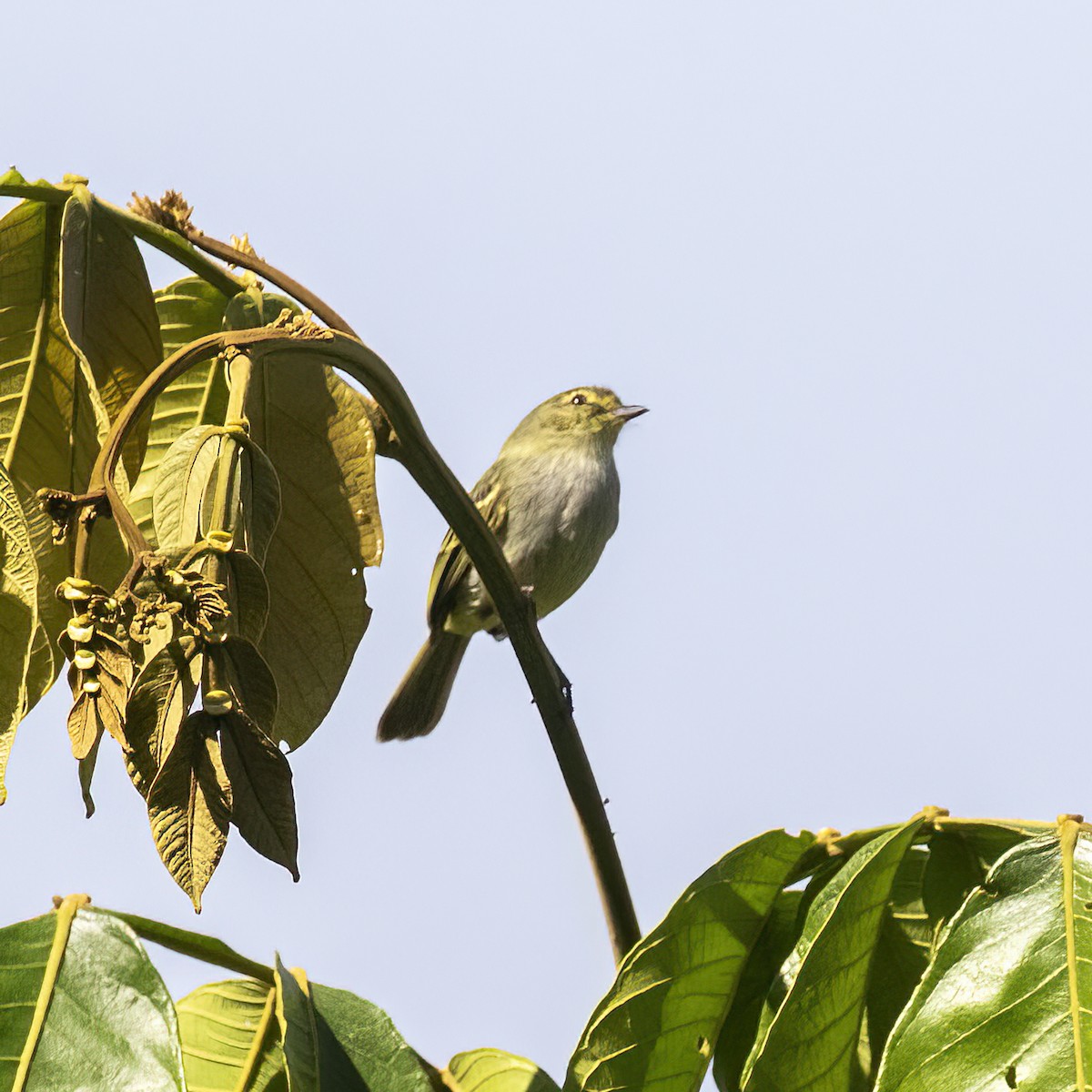 Тиран-малюк жовтощокий (підвид minimus/cumanensis) - ML615716779