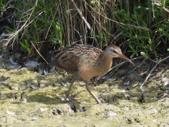 Clapper Rail - ML615716818