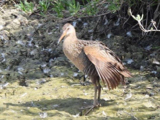 Clapper Rail - Dennis Kent