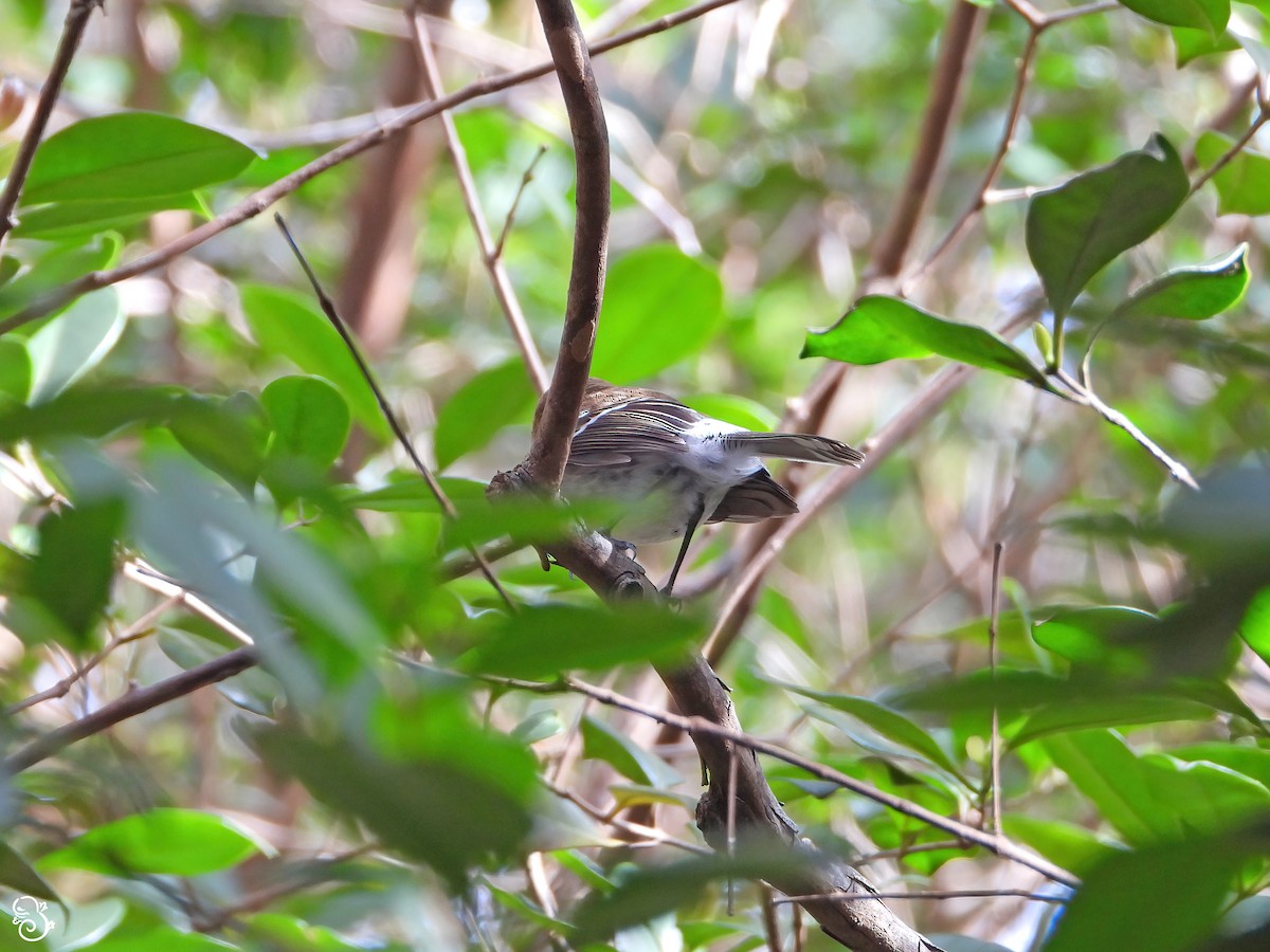 Oahu Elepaio - ML615716942