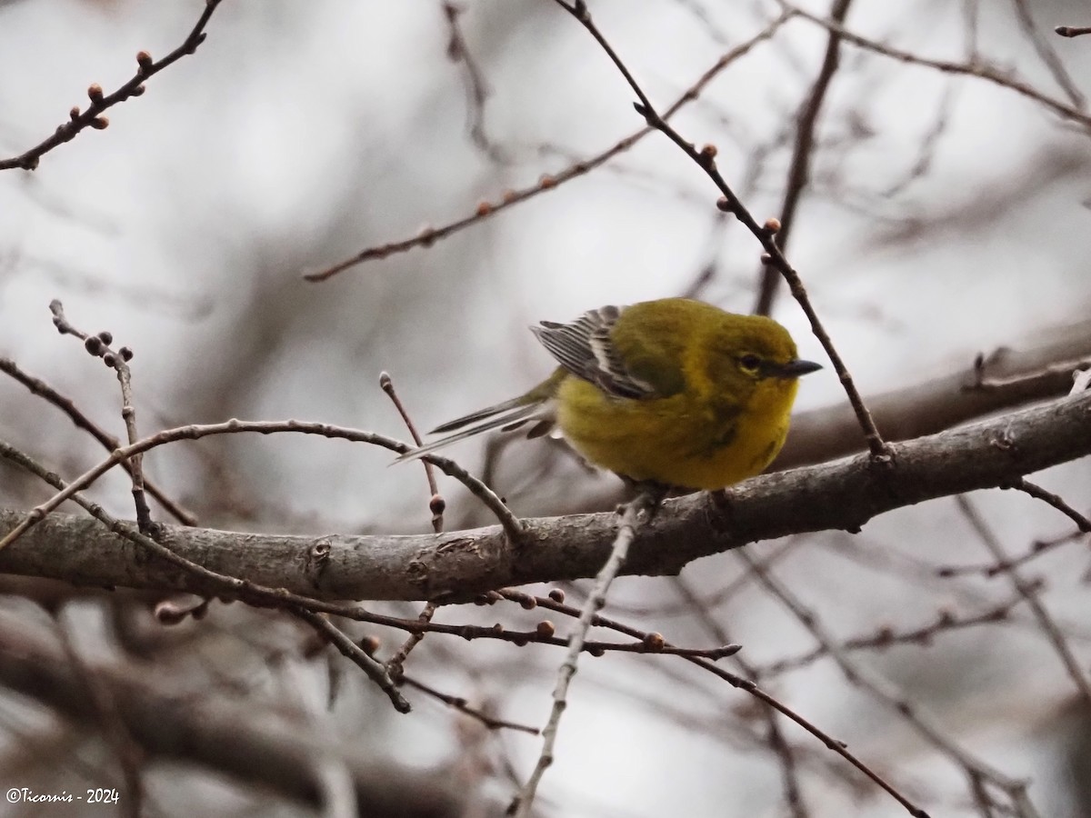 Pine Warbler - ML615716954