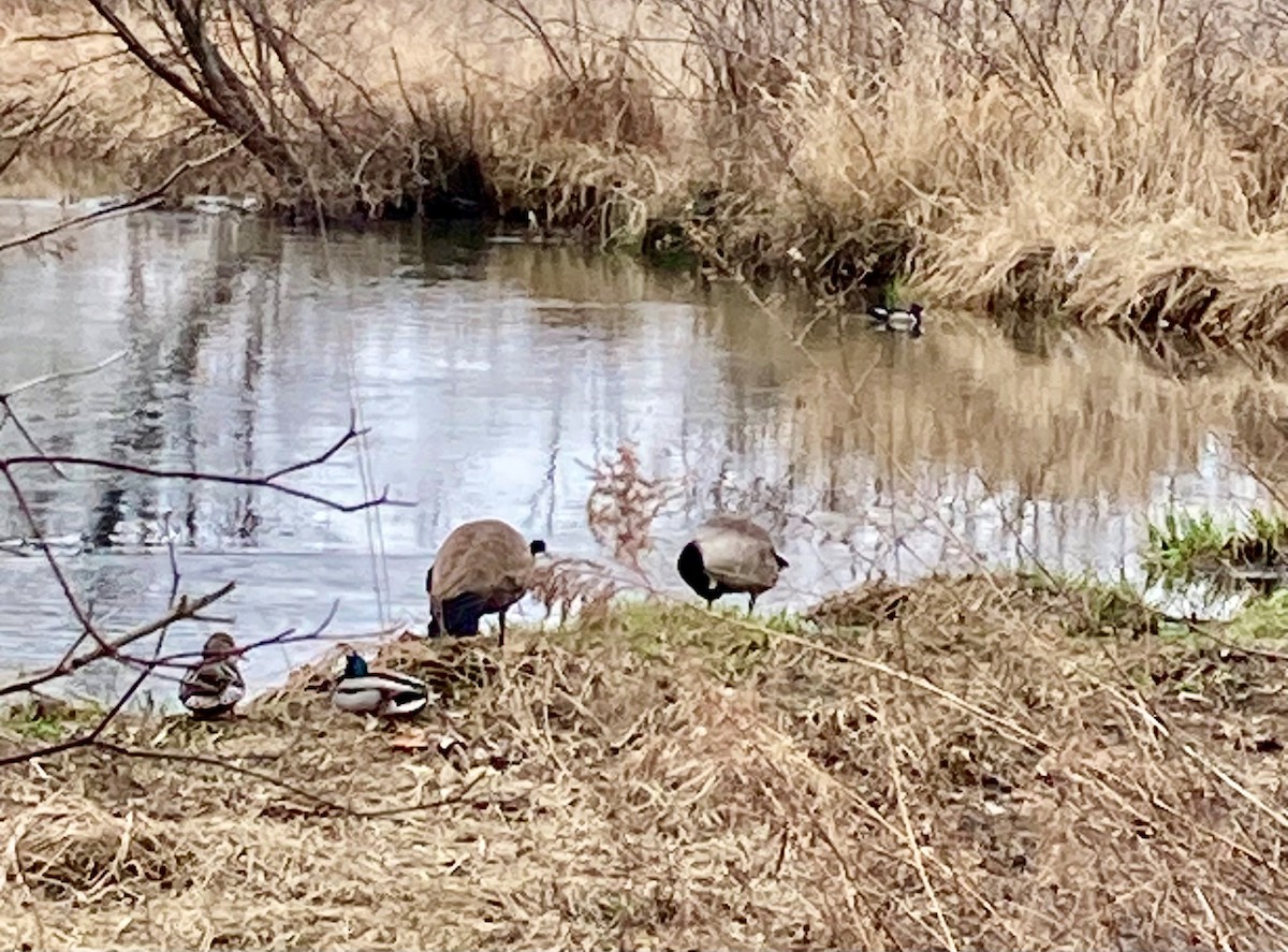 Wood Duck - ML615716958