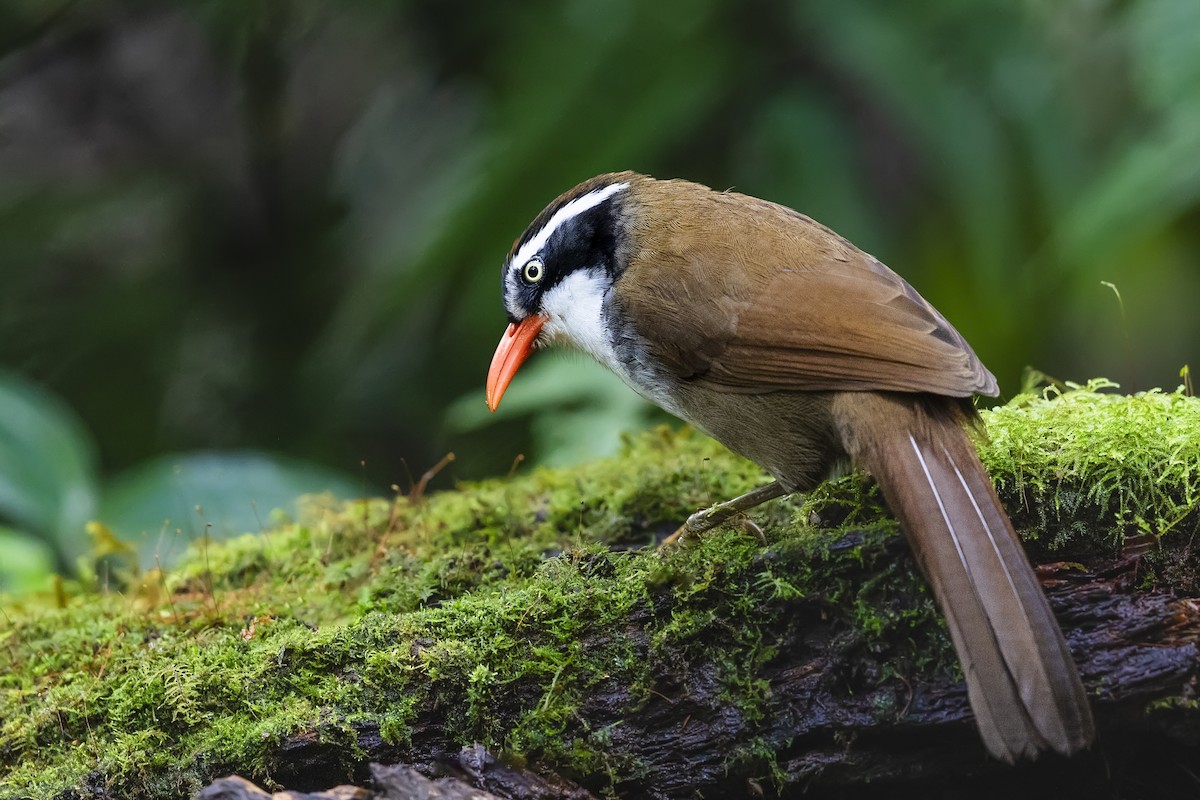 Brown-crowned Scimitar-Babbler (albogularis Group) - ML615717118