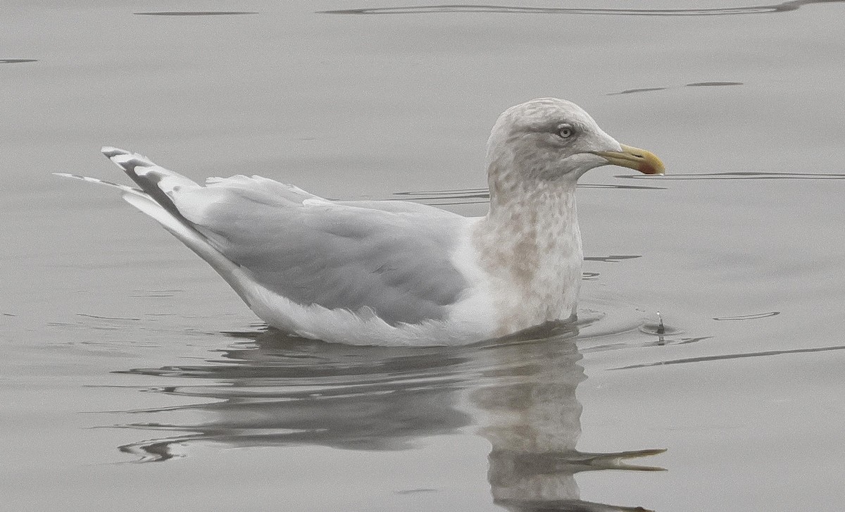 Gaviota Groenlandesa - ML615717130