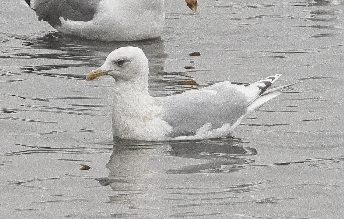 Goéland arctique - ML615717131