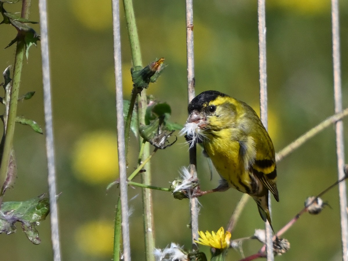 Eurasian Siskin - ML615717177