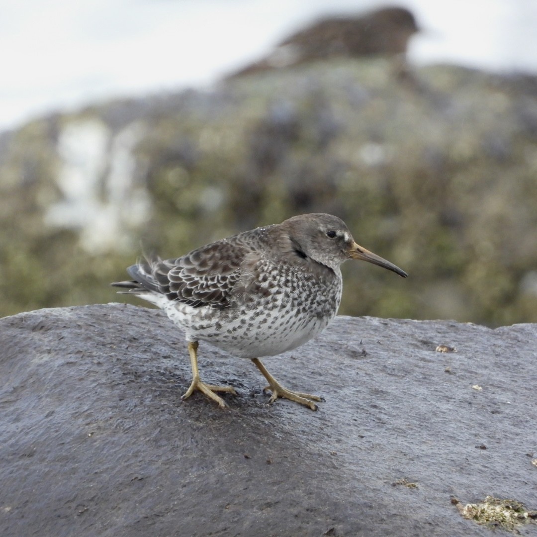 Beringstrandläufer - ML615717200