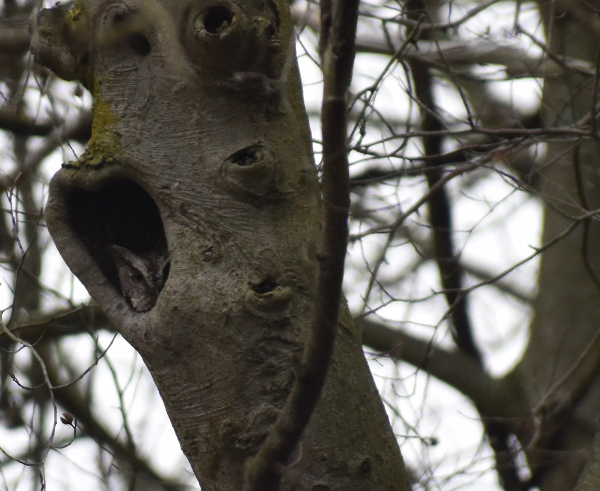 Eastern Screech-Owl - ML615717212