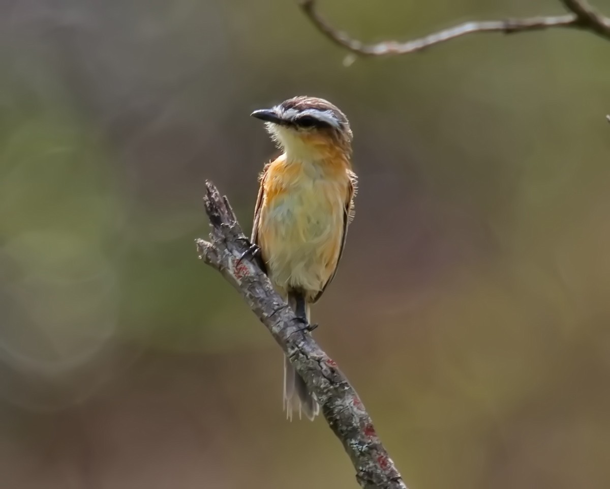 Sharp-tailed Tyrant - Amaury Pimenta