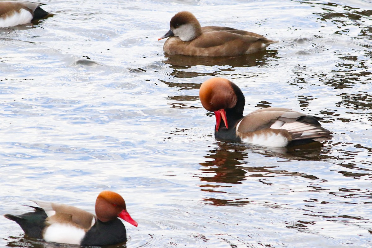 Red-crested Pochard - ML615717229