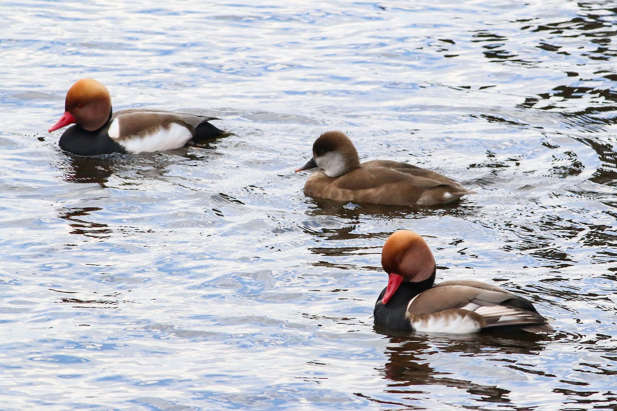 Red-crested Pochard - ML615717230