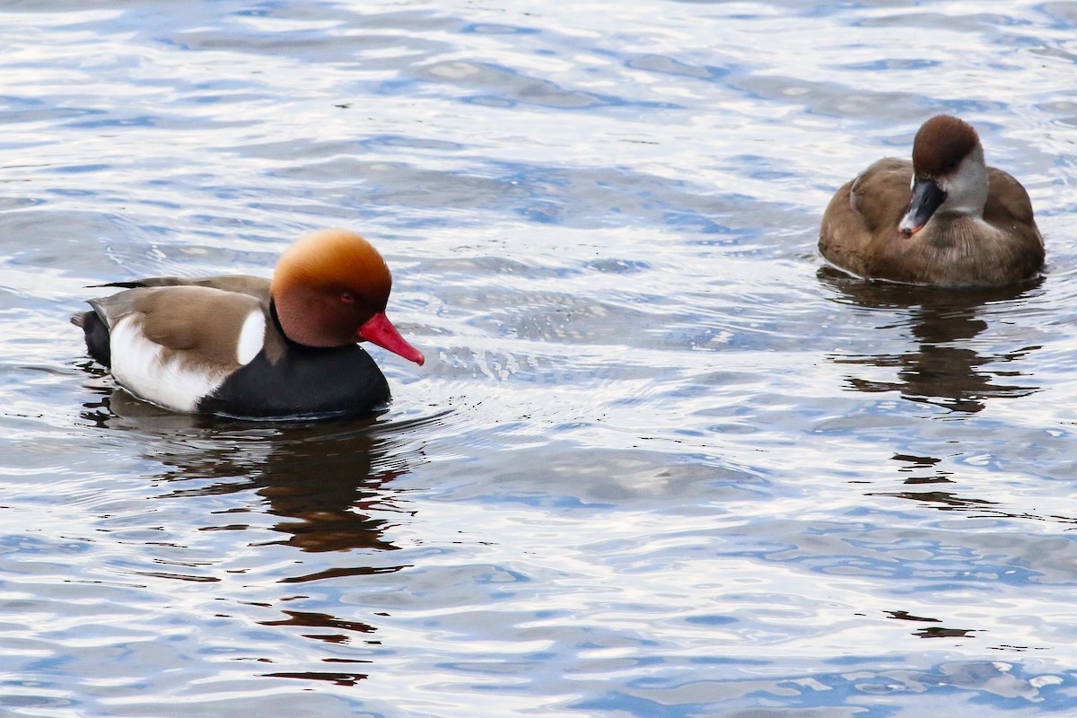 Red-crested Pochard - ML615717233