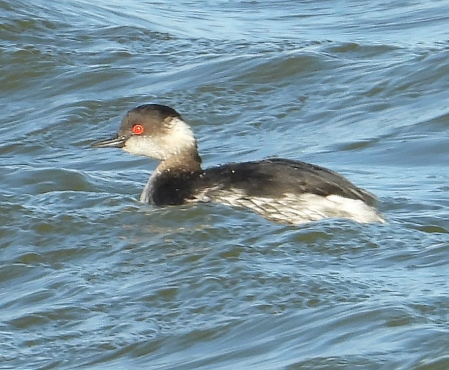 Eared Grebe - ML615717245