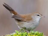 Sevilla--Parque del Tamarguillo, Sevilla, Andalucía, Spain - eBird Hotspot