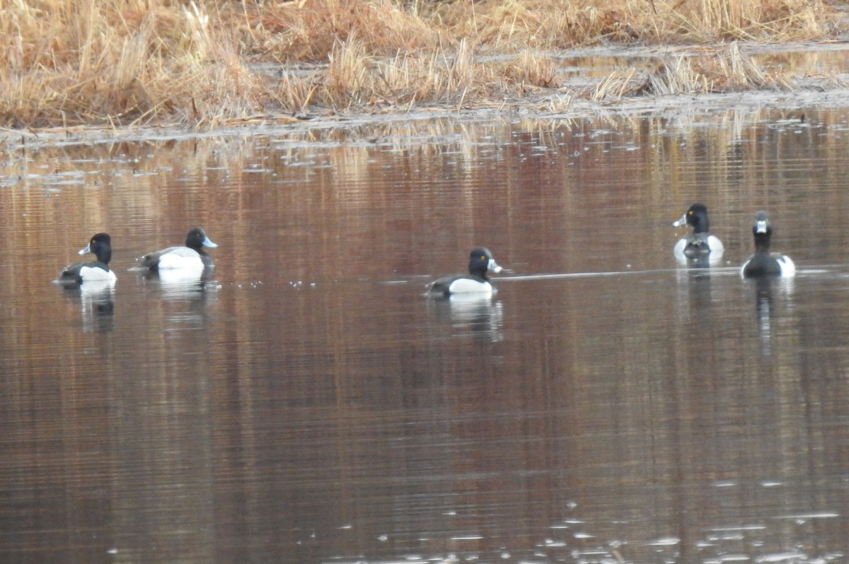 Ring-necked Duck - ML615717310