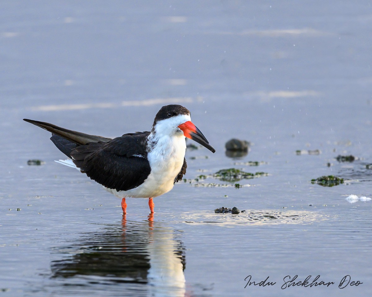 Black Skimmer - Indu Shekhar Deo