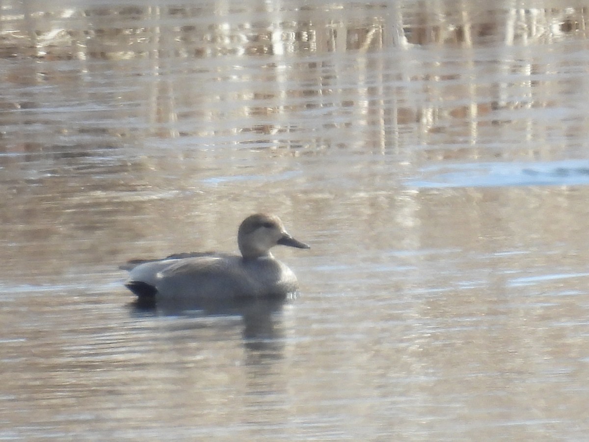 Gadwall - ML615717536