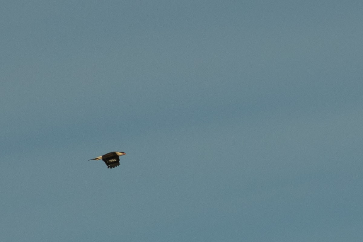 Crested Caracara - ML615717544