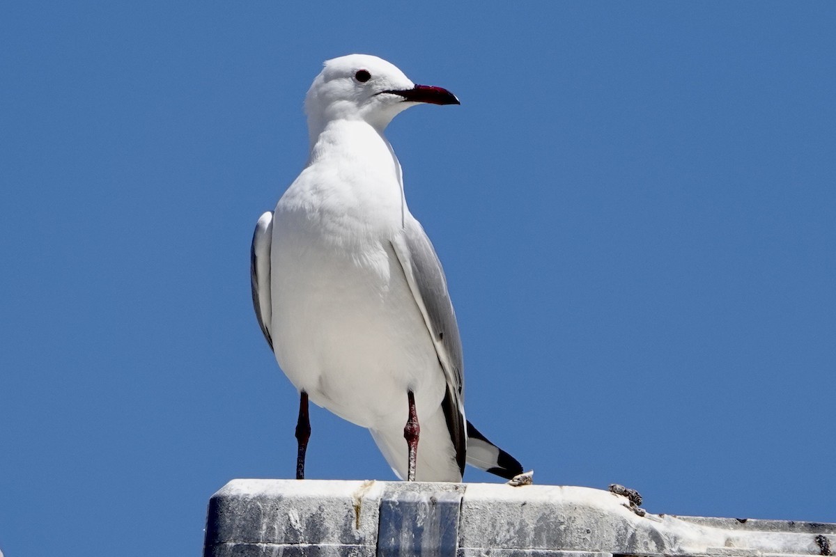 Hartlaub's Gull - ML615717569