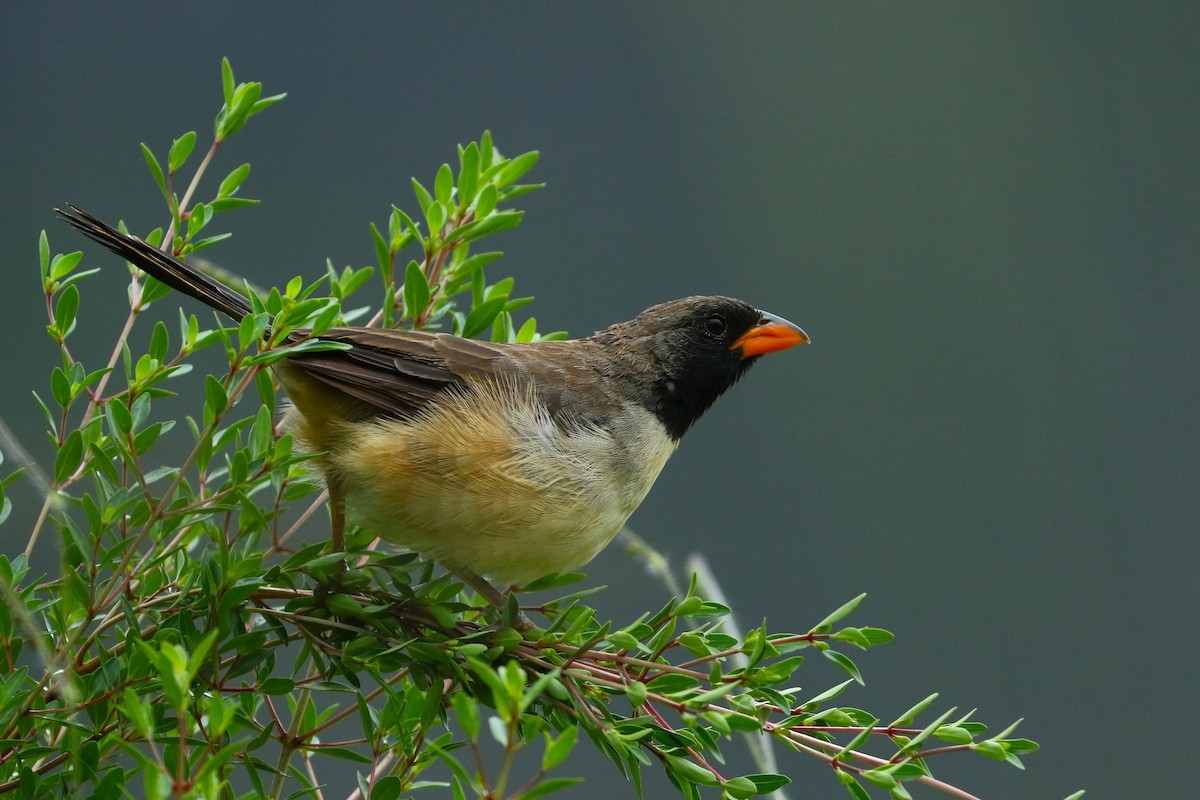 Black-throated Saltator - ML615717601