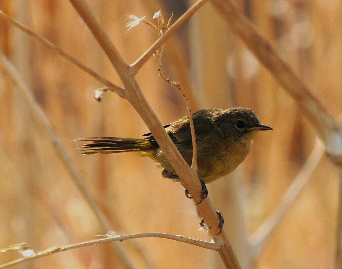 Common Yellowthroat - ML61571761