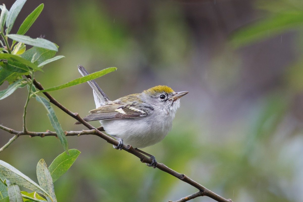 Chestnut-sided Warbler - John Callender
