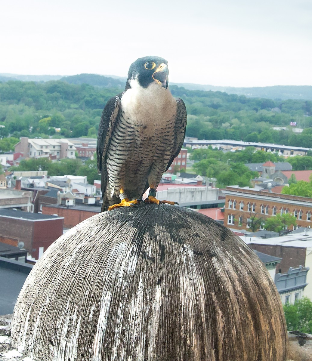 Peregrine Falcon - ML615717635