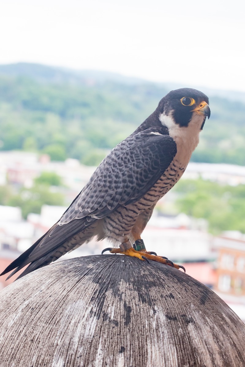 Peregrine Falcon - ML615717637