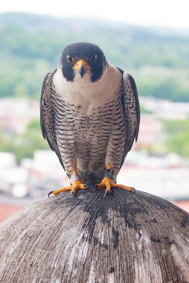 Peregrine Falcon - Ed Norman