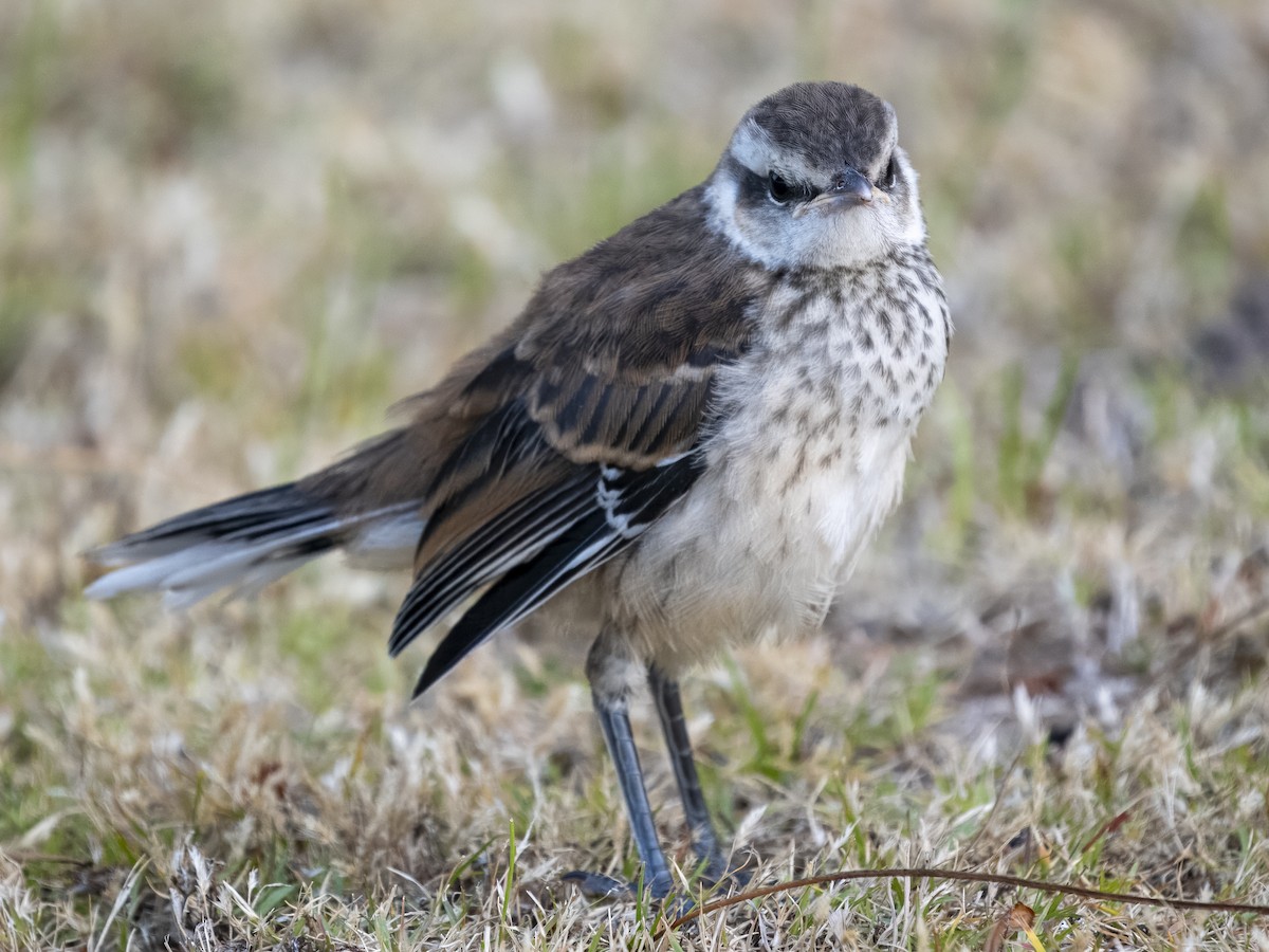 langbrynspottefugl - ML615717696