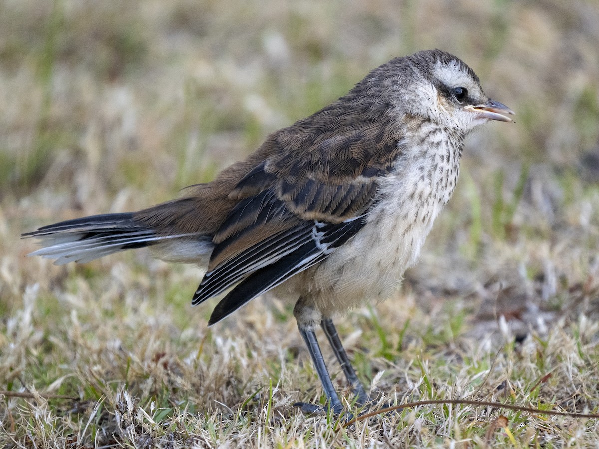 langbrynspottefugl - ML615717698