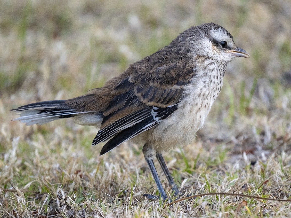 langbrynspottefugl - ML615717699