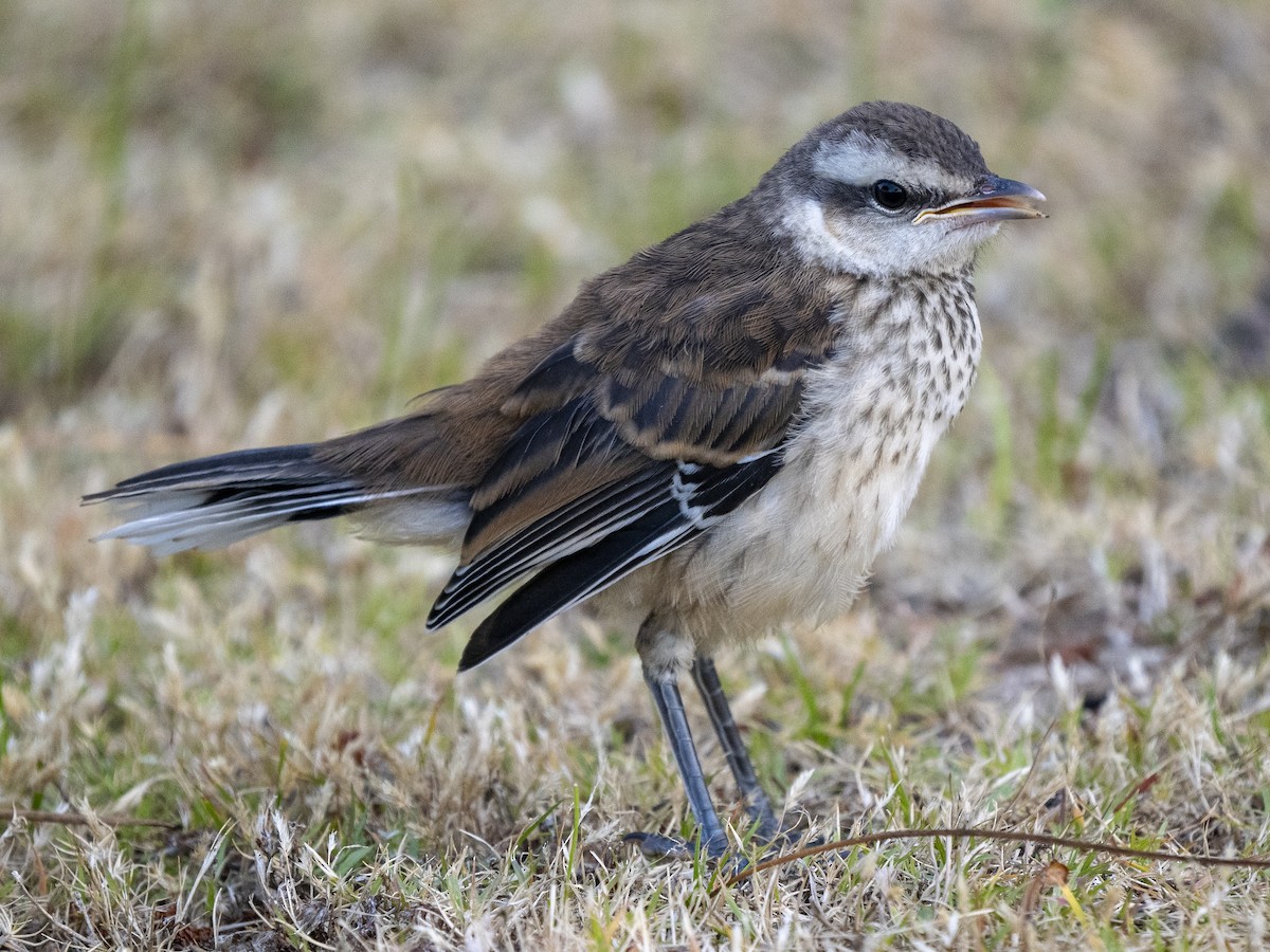 langbrynspottefugl - ML615717700