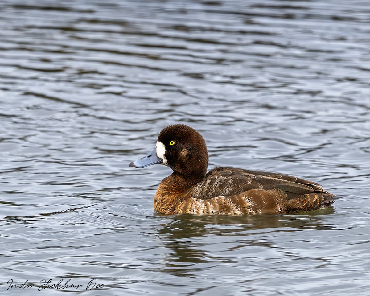 Greater Scaup - ML615717720