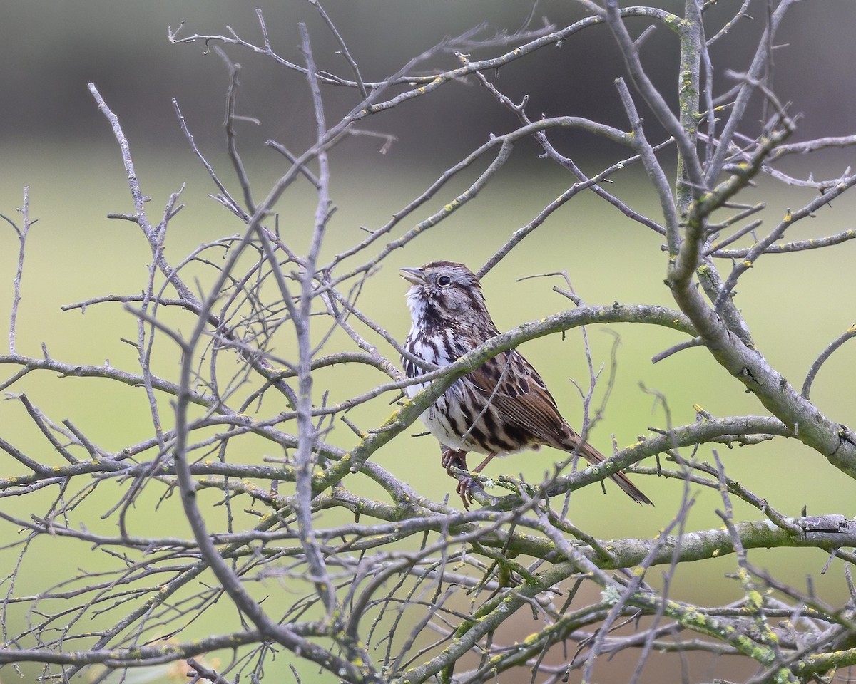 Song Sparrow - ML615717743