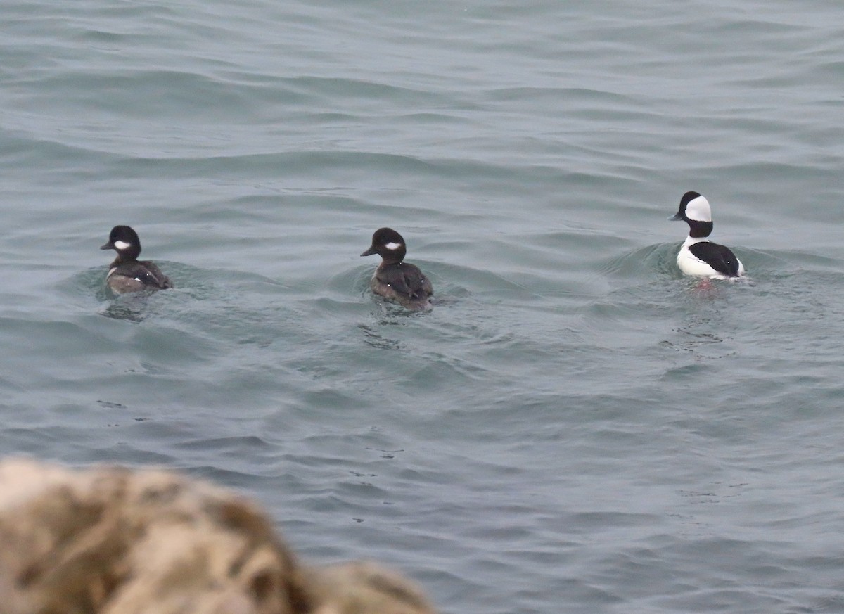 Bufflehead - ML615717757