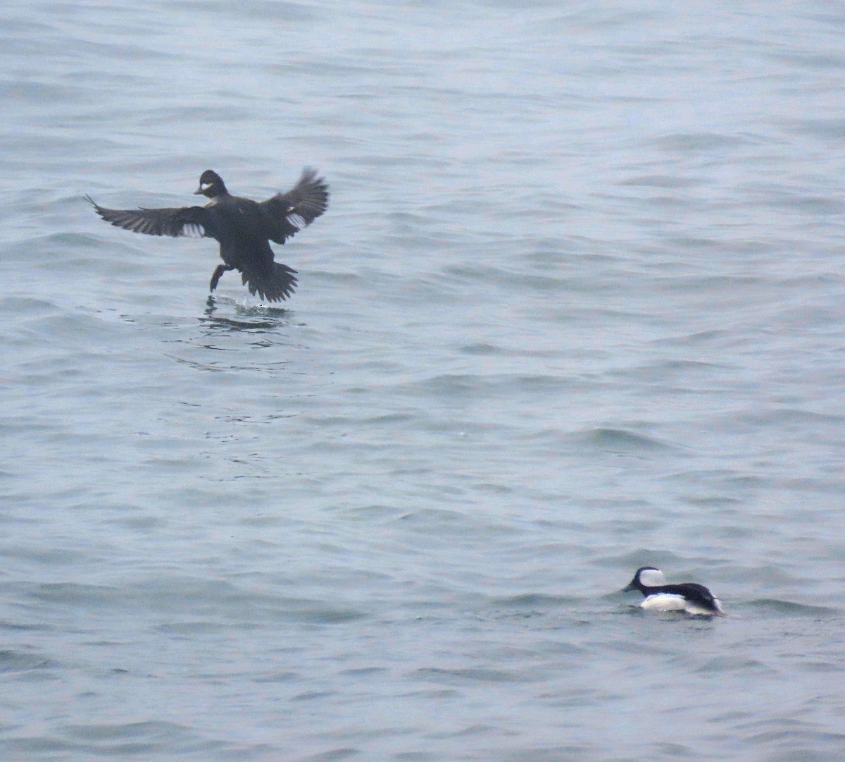 Bufflehead - ML615717758