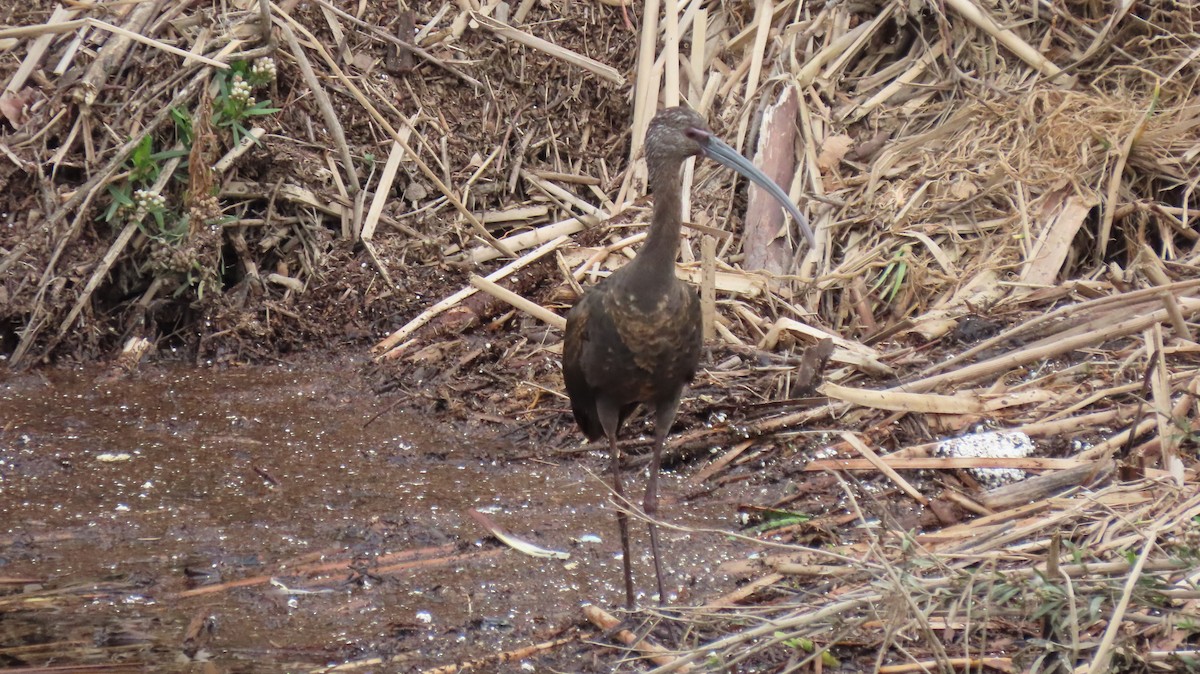 White-faced Ibis - ML615717854