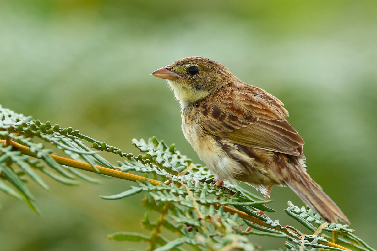 Black-masked Finch - ML615717904