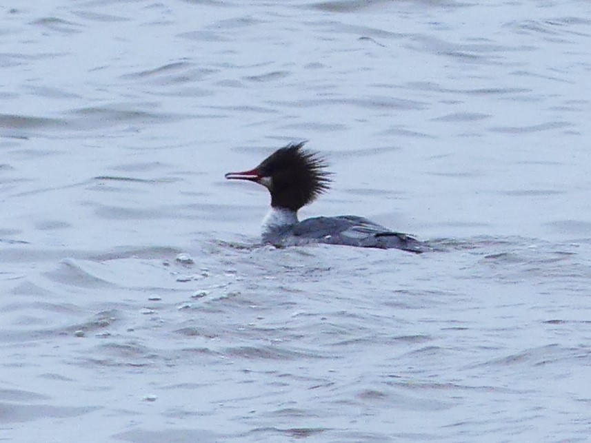 Common Merganser - ML615717906