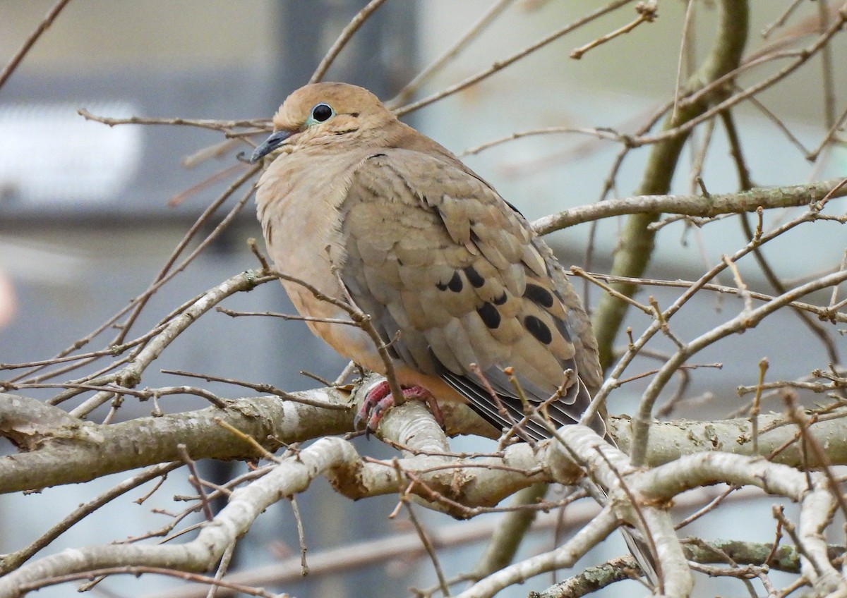 Mourning Dove - ML615717957