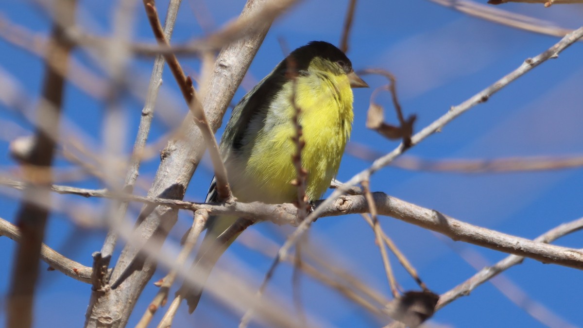 Lesser Goldfinch - ML615717965