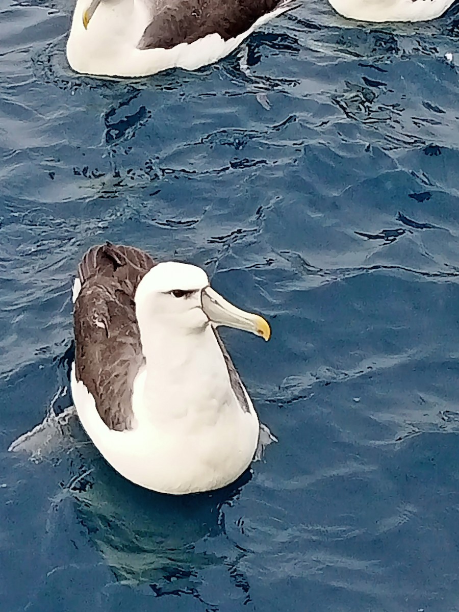 White-capped Albatross - ML615718109