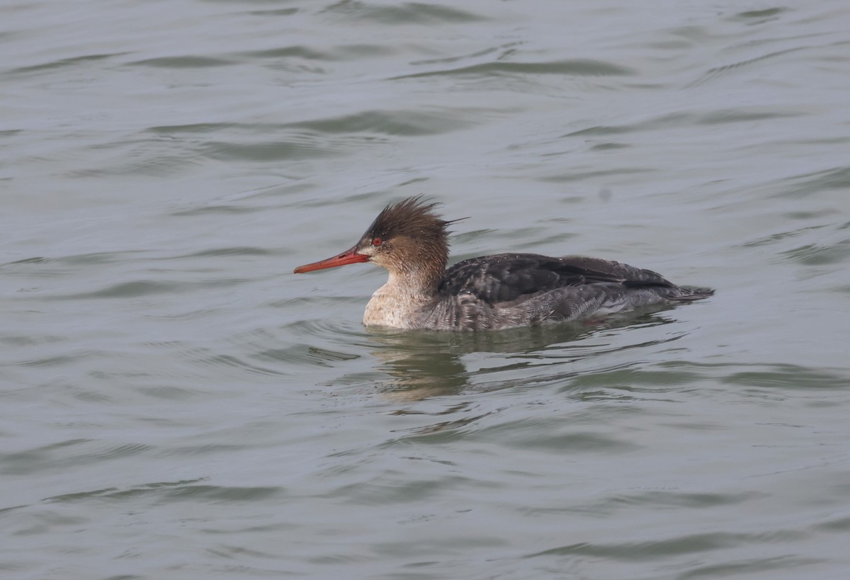 Red-breasted Merganser - ML615718164