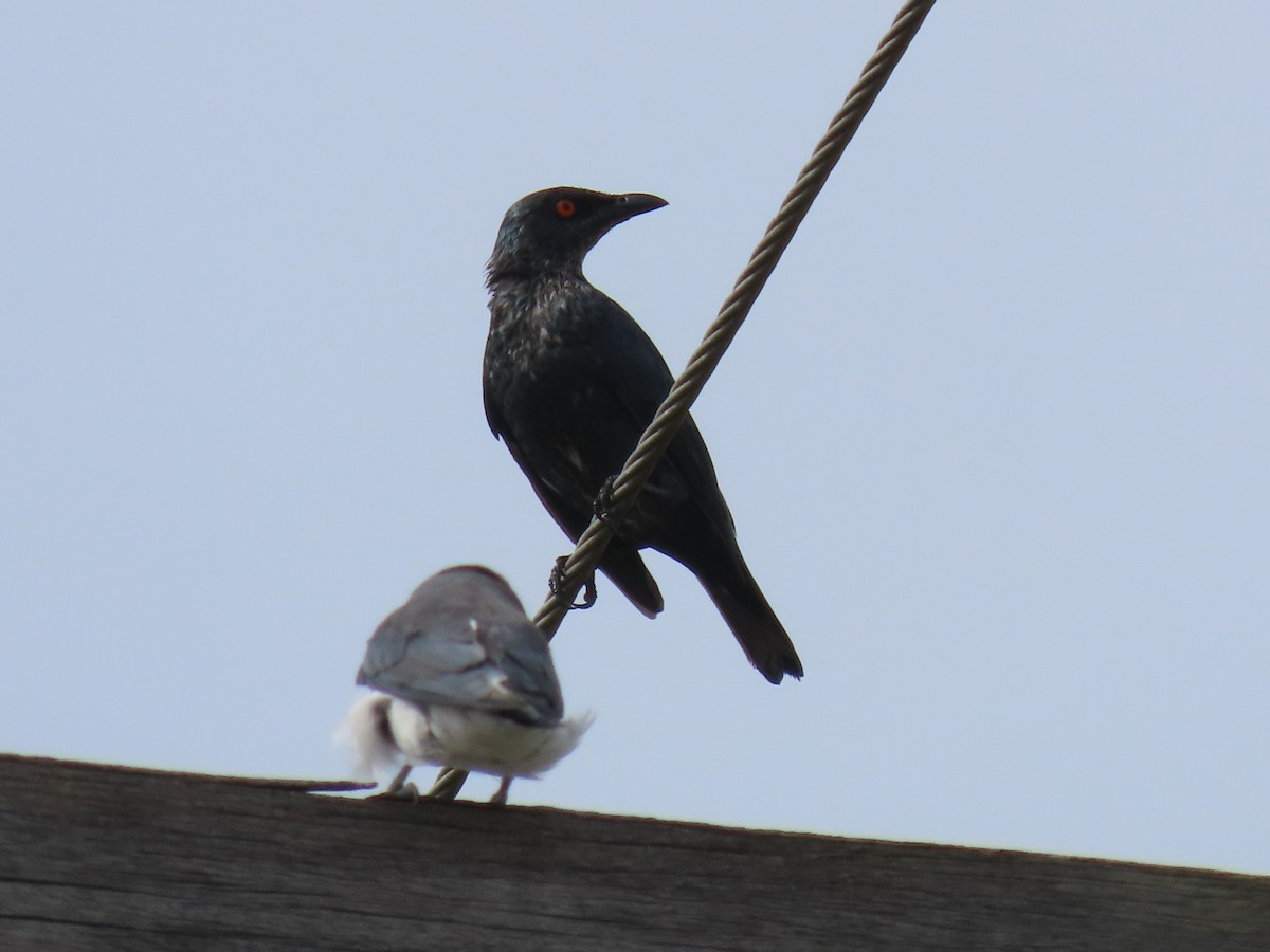 Singing Starling - ML615718223