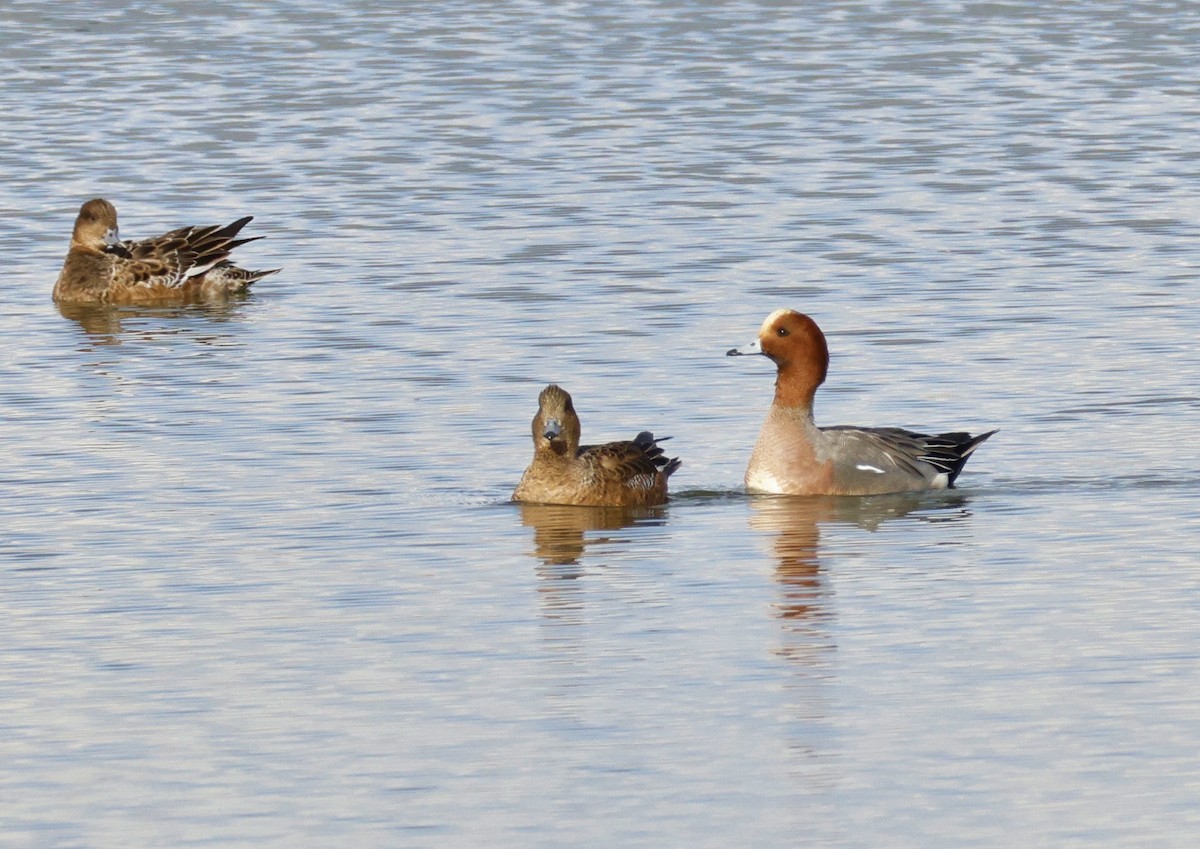 Eurasian Wigeon - ML615718392