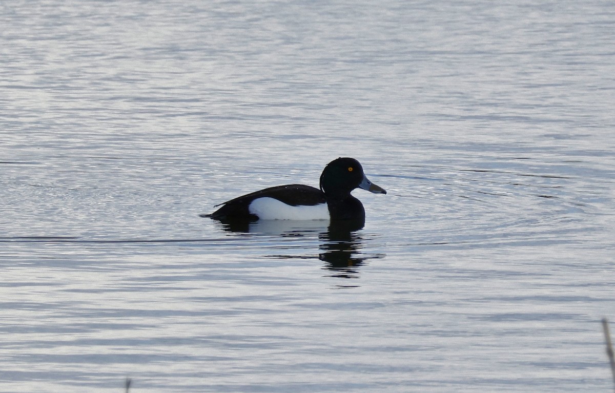 Tufted Duck - ML615718394